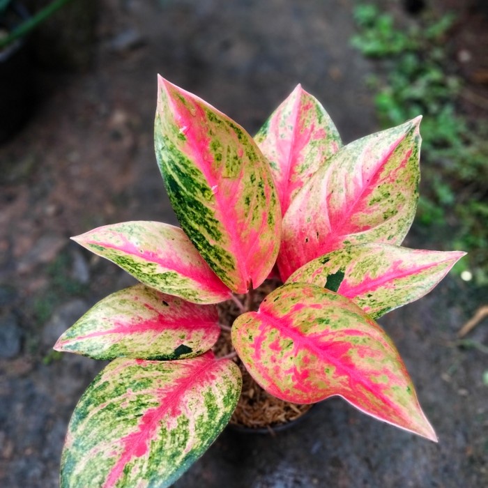 DISKON SPESIAL AGLAONEMA RED EXOTIC REAL PICTURE TERLARIS