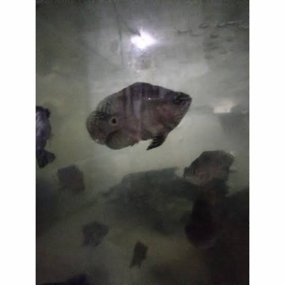 Bestseller Ikan Oscar Batik Sb