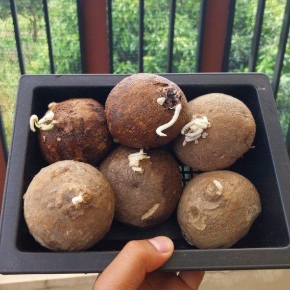 FLASH SALE STEPHANIA ERECTA CAUDEX ASLI IMPOR THAILAND KAKTUS SUKULEN UNIK TERLARIS