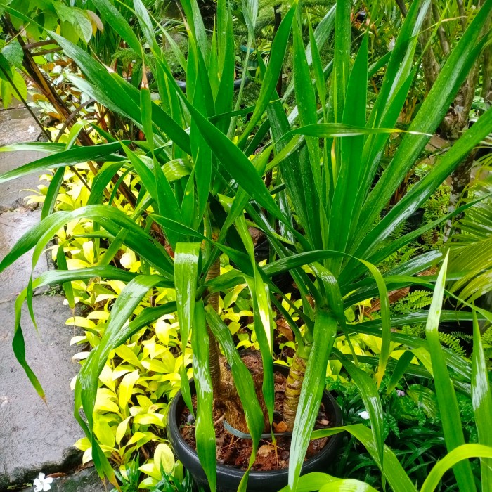 PROMO PANDAN BALI BONGGOL 1BATANG CABANG3 TERMURAH