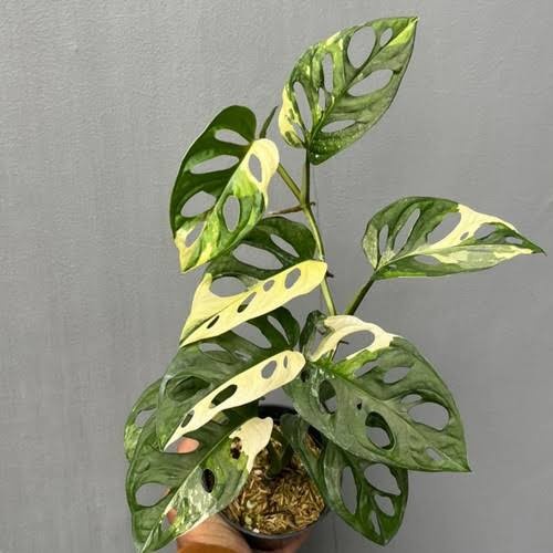 PROMO MONSTERA ADANSONII VARIEGATA KUNING /JANDA BOLONG VARIGATA KUNING TERMURAH