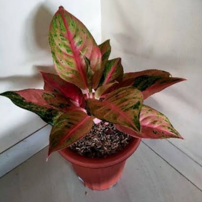 PROMO AGLONEMA MAHAMERU TERLARIS