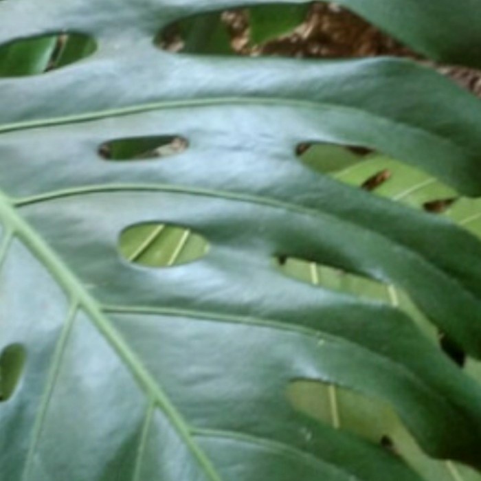 MUST HAVE 3 JENIS TANAMAN HIAS TERLARIS