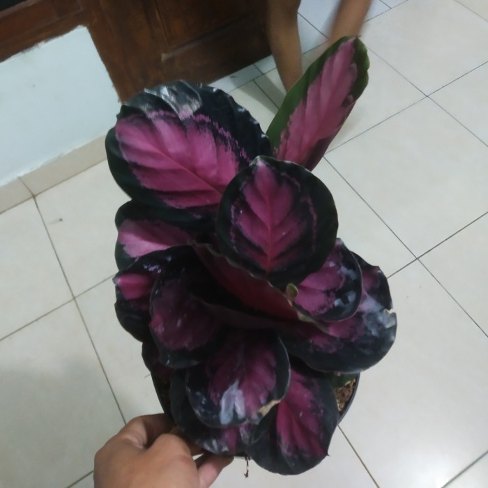 MUST HAVE TANAMAN HIAS CALATHEA ROSEOPICTA // CALATHEA ROSEOPICTA X CRIMSON TERMURAH