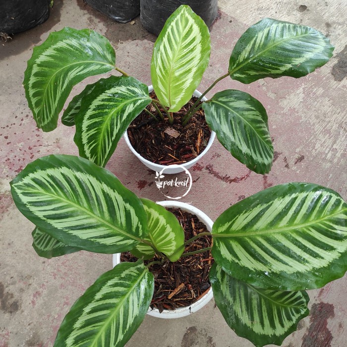 MUST HAVE CALATHEA FLAMESTAR / CALATHEA TERMURAH