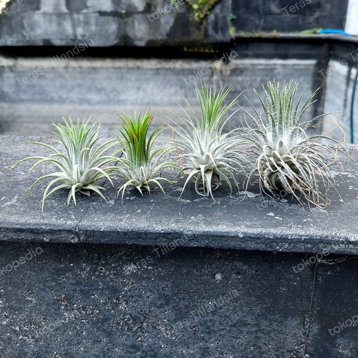 MUST HAVE PAKET 4 TILLANDSIA IONANTHA : RUBRA, FUEGO, GUATEMALA DAN ZEBRINA TERBARU