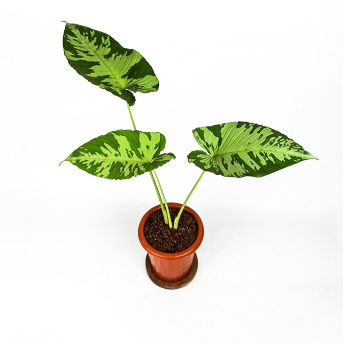 MUST HAVE SCHISMATOGLOTTIS NEOGUINEENSIS / TANAMAN HIAS / TAMAN TERBARU