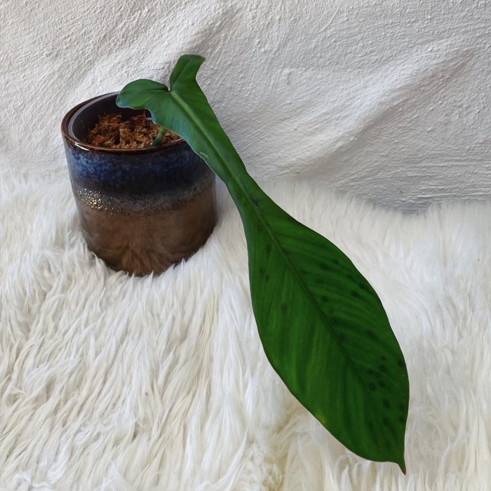 HOT SALE PHILODENDRON JOEPII / PHILODENDRON JOEPII TERLARIS