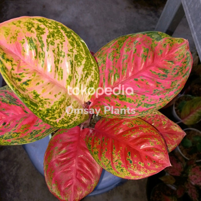 Best Seller Aglonema Wulandari Remaja