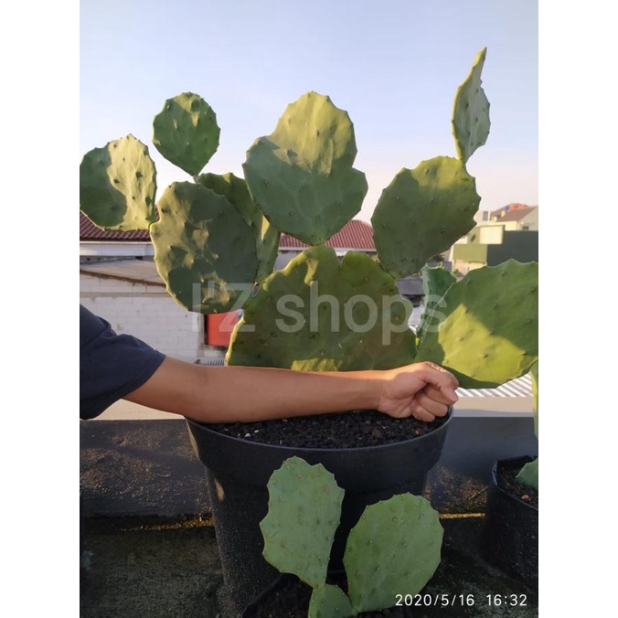 Terbaru Kaktus Centong Opuntia Gomei