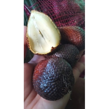 

buah_salak jajal