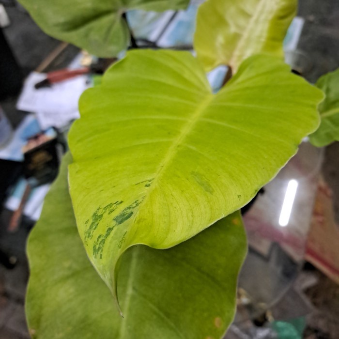 MUST HAVE PHILODENDRON SNOWDRIFT TERMURAH