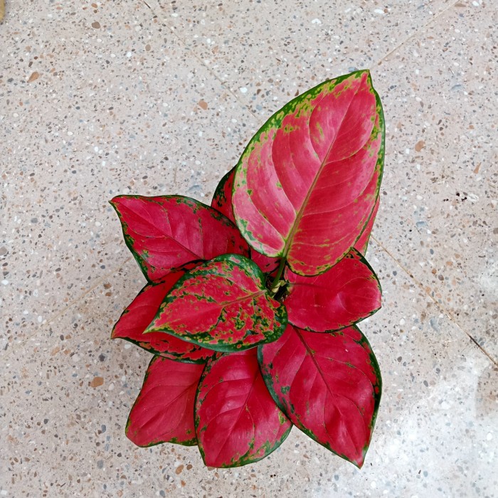 DISKON SPESIAL AGLONEMA PROMO PAKET HEMAT RED ANJAMANI MAEROON DAN SUKSOM SPESIAL TERBARU