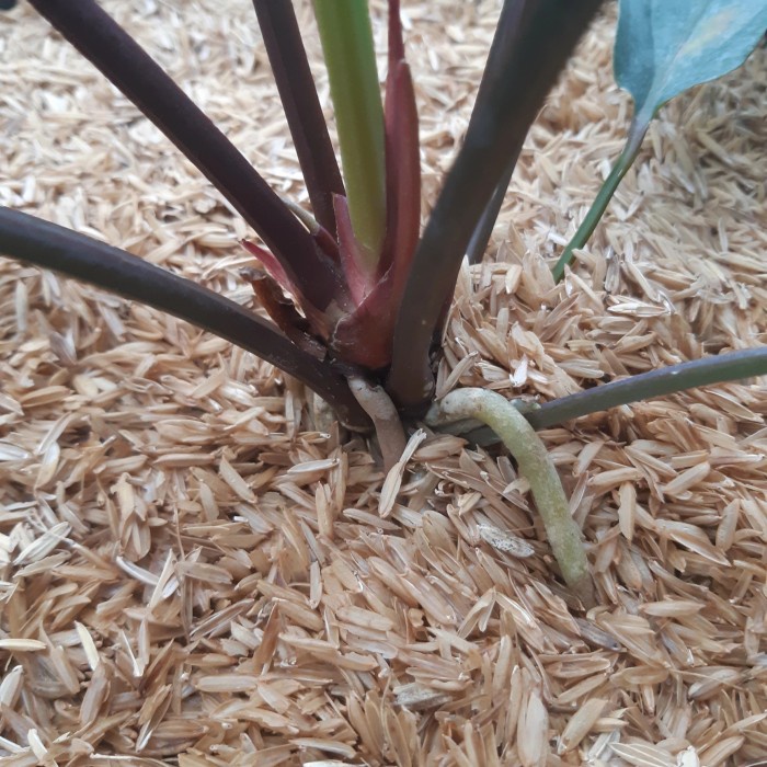 HOT SALE ANTHURIUM BLACK DRAGON ( REMAJA ) RIMBUN TERMURAH