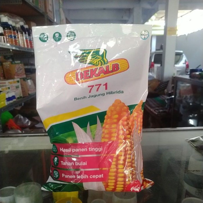 HOT SALE BENIH JAGUNG DEKALB771 / DK771 BY PT.BAYER TERLARIS