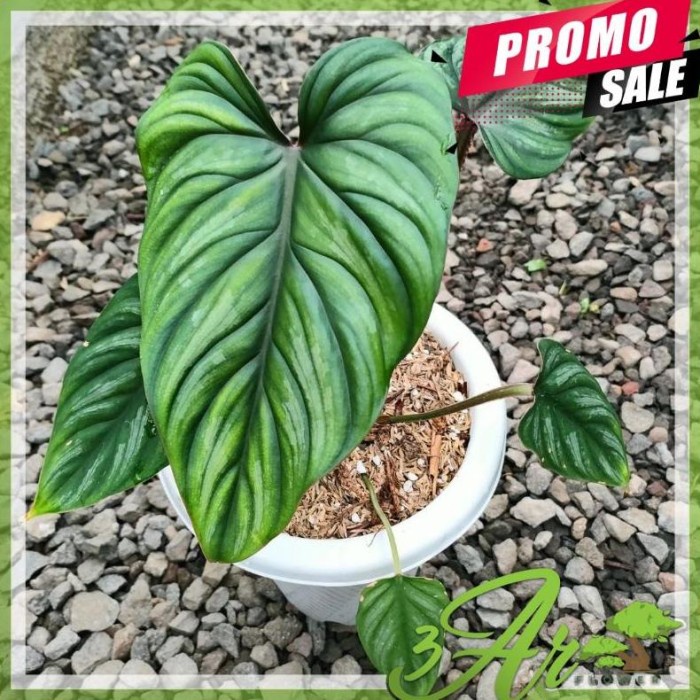 DISKON SPESIAL TANAMAN HIAS PHILODENDRON PLOWMANII BLACK FACE NARROW TERLARIS