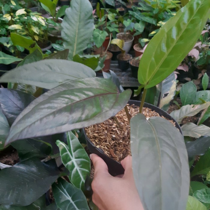 DISKON SPESIAL ANTHURIUM BLACK SELVET ORI ( SUPER BLACK ) ORI SPLIT ( MASIH JARANG ) TERMURAH