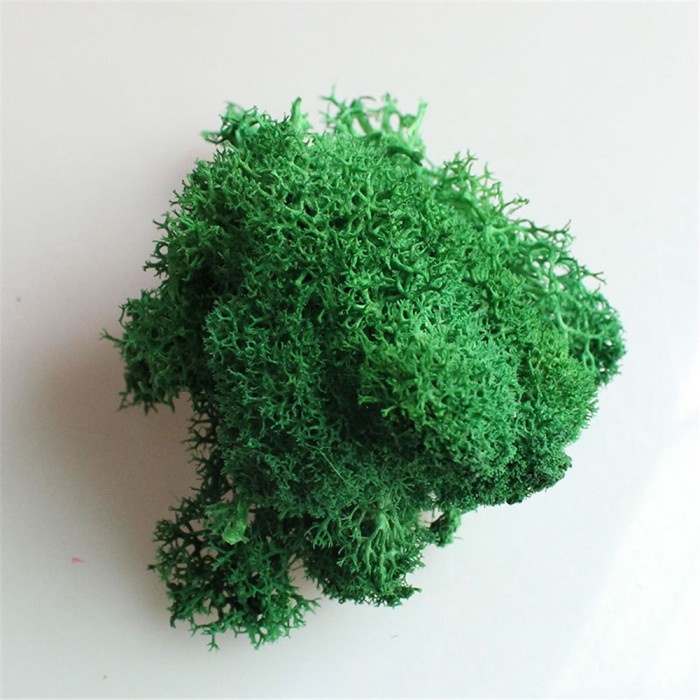 FLASH SALE 100G NATURAL DRIED REINDEER MOSS PLANT TURTLE WARM KEEPING BONSAI TERBARU