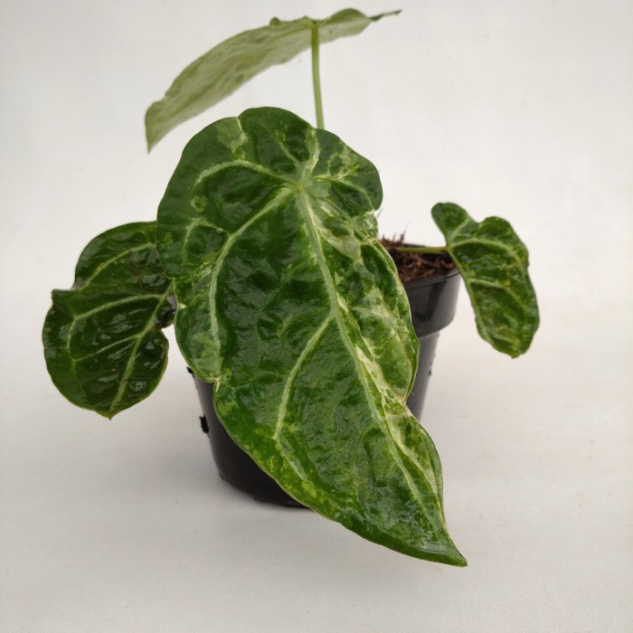 DISKON SPESIAL ANTHURIUM FORGETII VARIEGATA "RARE" / TANAMAN HIAS / TANAMAN KOLEKSI TERLARIS