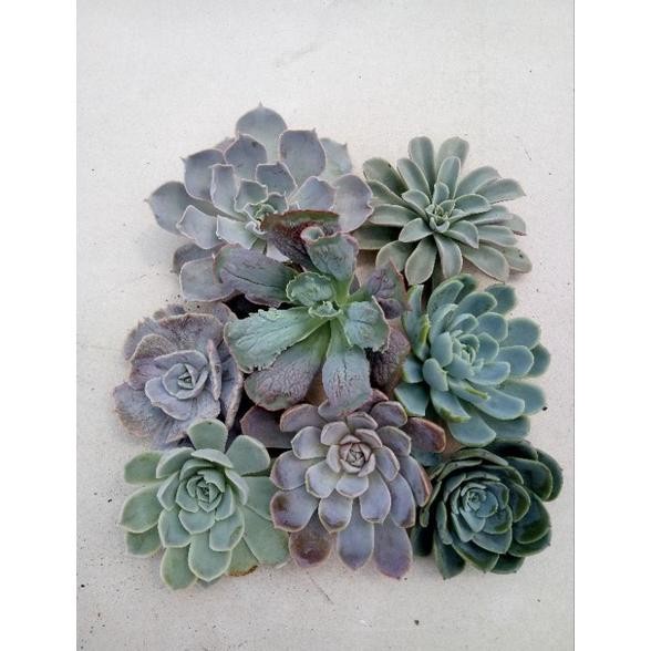 MUST HAVE PROMO KAKTUS DAN SUKULEN PAKET SUKULEN UKURAN JUMBO ISI 9 MURAH TERMURAH