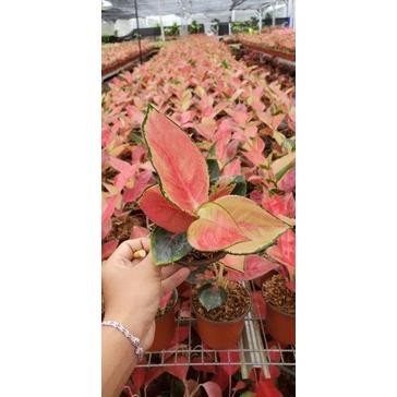 FLASH SALE TERLARIS AGLONEMA SUKSOM PELANGI MURAH TERLARIS