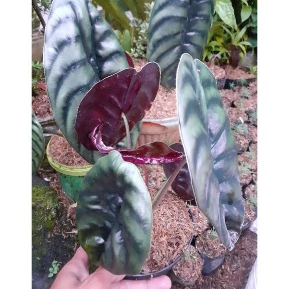 HOT SALE SALE ALOCASIA KELADI TENGKORAK CUPREA DEWASA SESUI POTO . MURAH TERLARIS