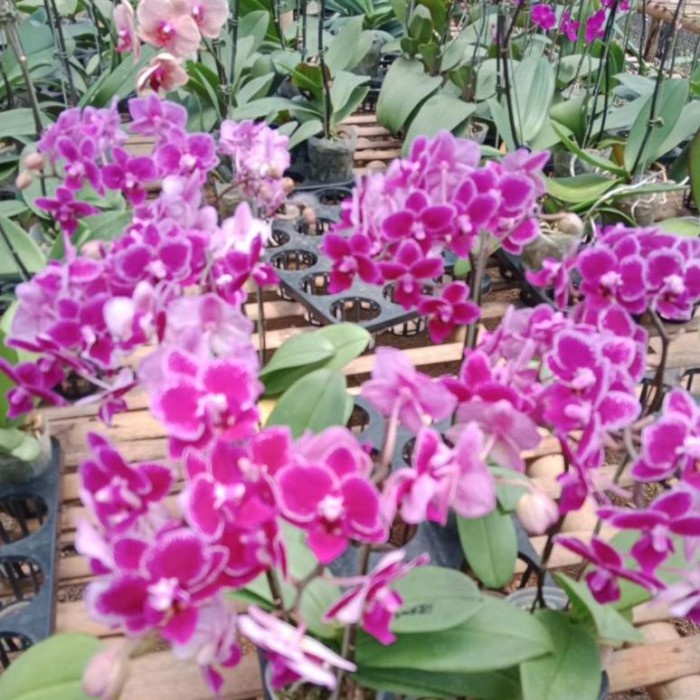 MUST HAVE PROMO ANGGREK BULAN MINI KNOP MEKAR BER ID SPIKE TUNGGAL/DOEBLE MURAH TERMURAH