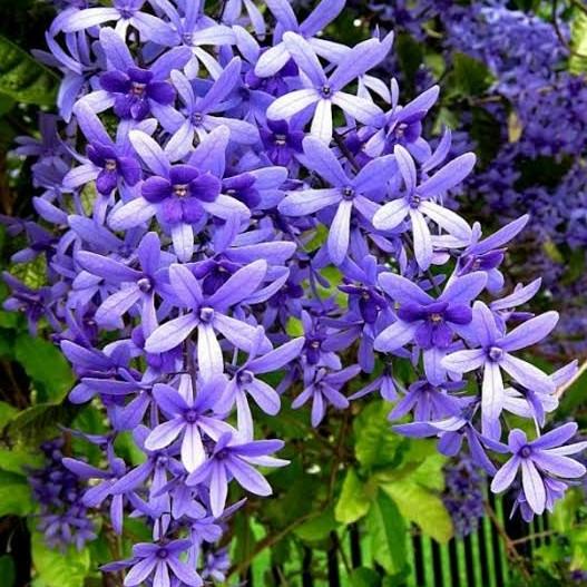 

8.8 Sale Bibit Bunga Petrea Volubilis Ungu