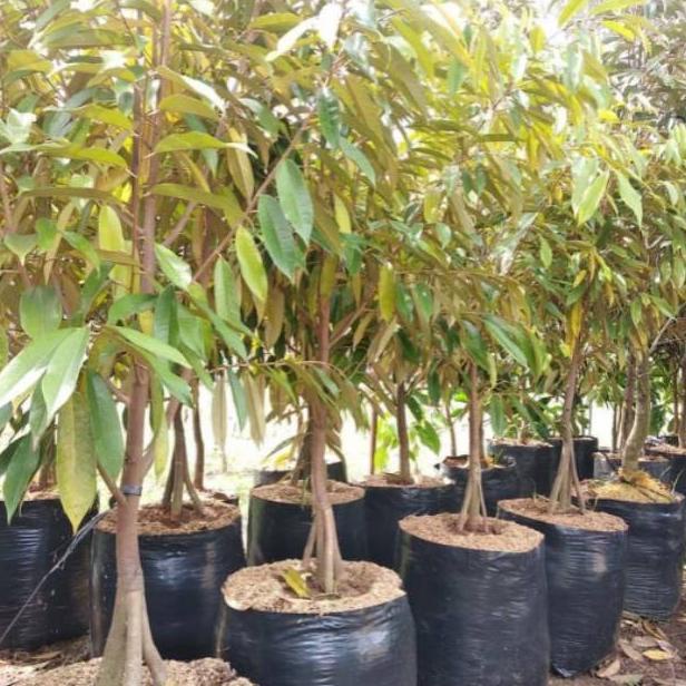 New Bibit Buah Durian Merah Kaki 3 Premium Tinggi 1 Meter - Bibit Super