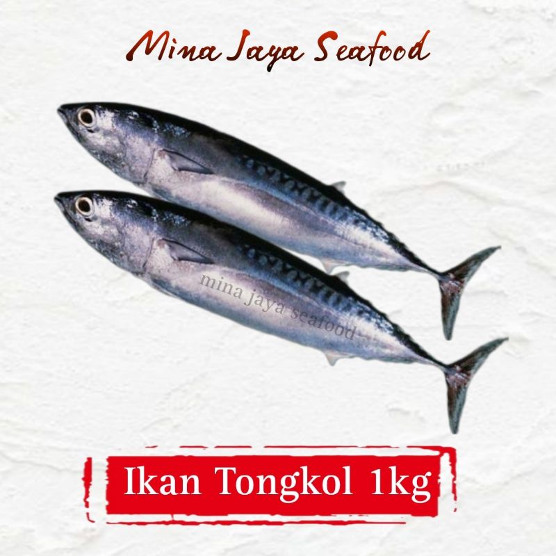 

Ikan Tongkol 1KG / FREE SUDAH DIBERSIHKAN