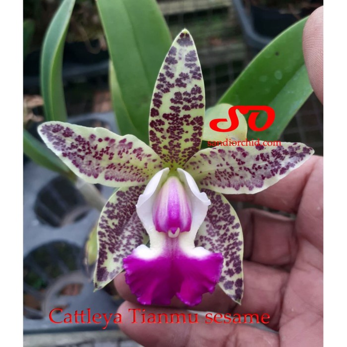 CATTLEYA TIANMU SESAME DEWASA ORIGINAL