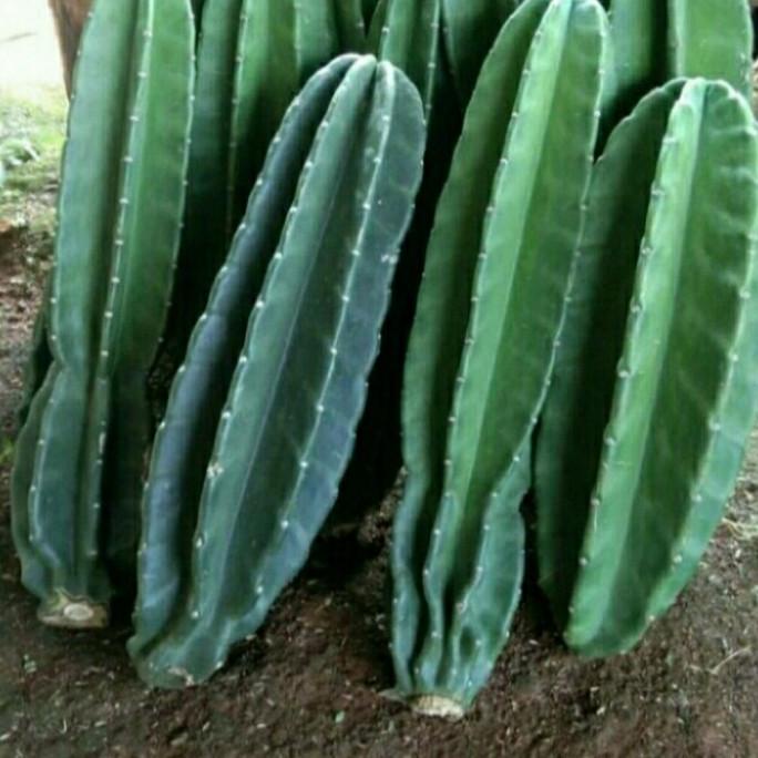 New Tanaman Kaktus Koboi - Kaktus Koboi -Kaktus Belimbing Tinggi(20-30Cm)