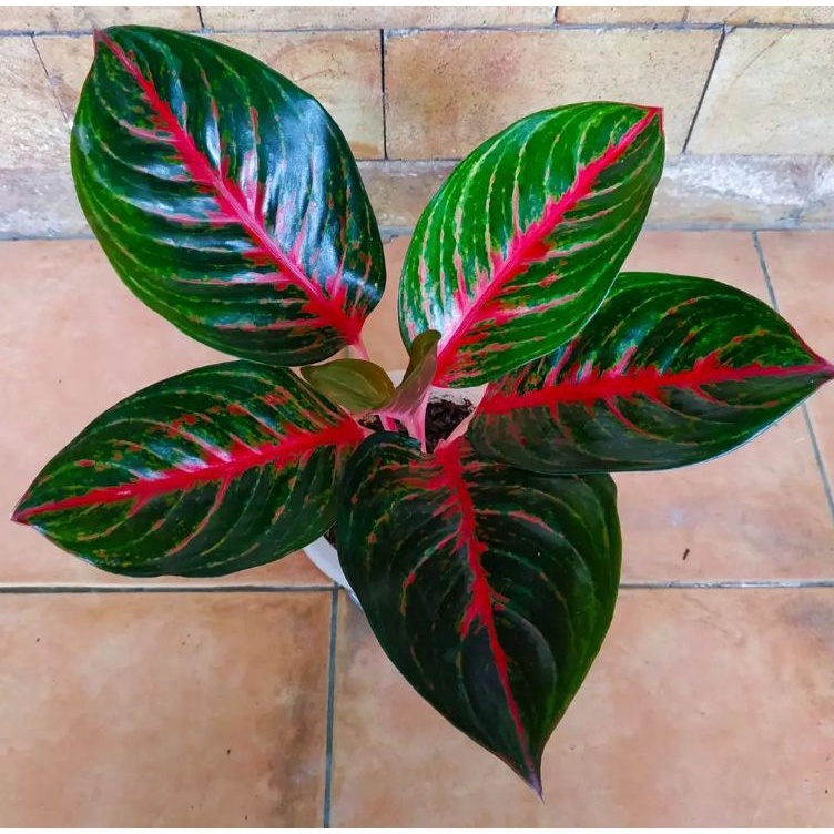 ★★ cZ aglonema red borju dewasa daun 6-7-8++ u Kualitas Premium ★★★.