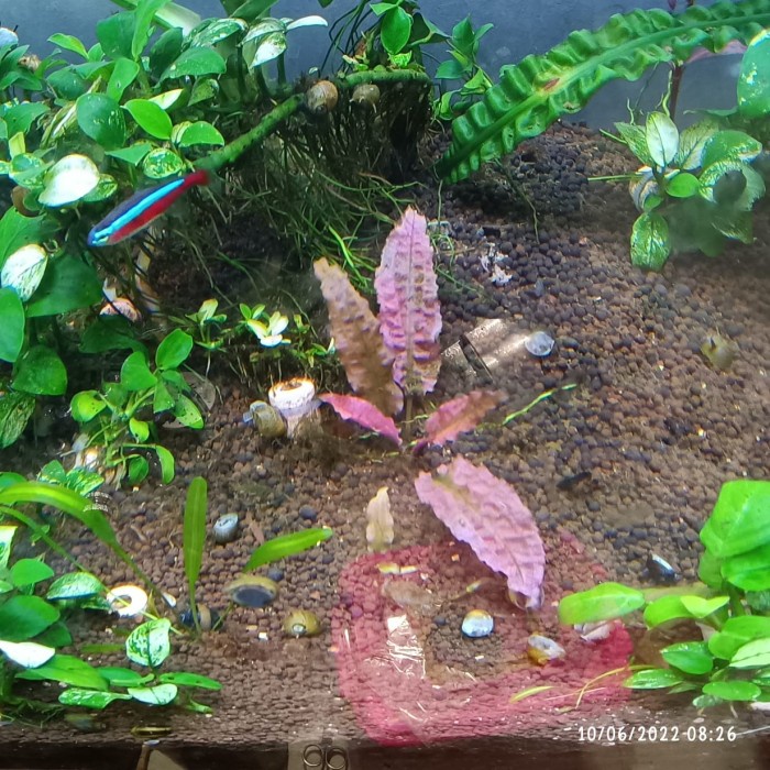 Terlaris Cryptocoryne Flamingo Pink Cerdas.