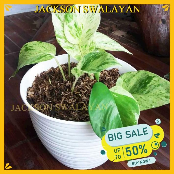 POT TANAMAN BUNGA JUMBO PLASTIK SARANG TAWON PUTIH 30 CM BEST SELLER