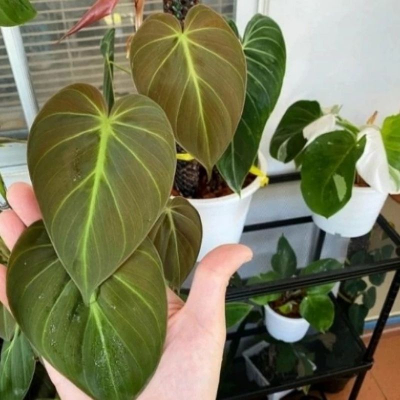 Tanaman hias philodendron / milano mican / michans / micans