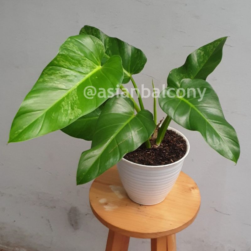 Philodendron Marble Variegata | Tanaman hias aroid di pot