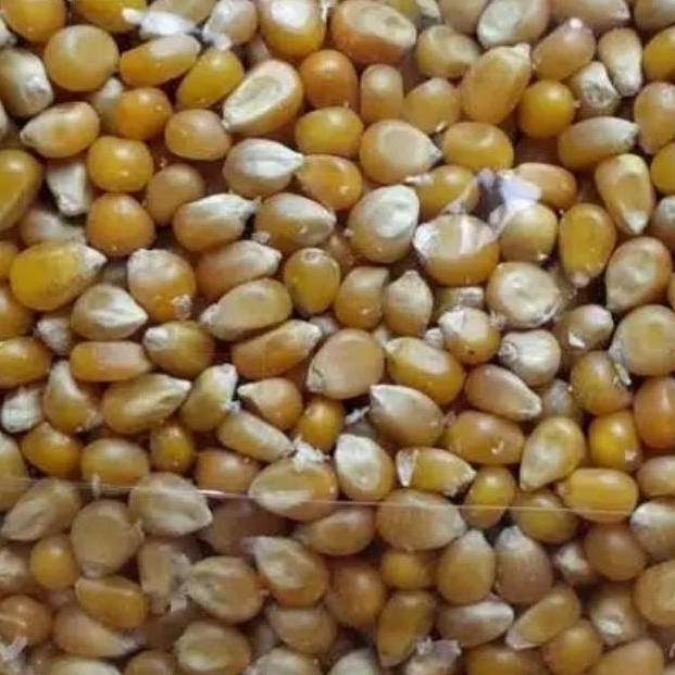 

Premium.. Jagung Popcorn King Pop 1 kg IB0