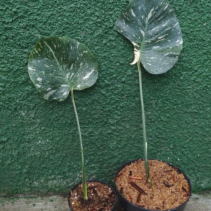 BARU  monthai constellation variegata - monstera thai constellation varigata
