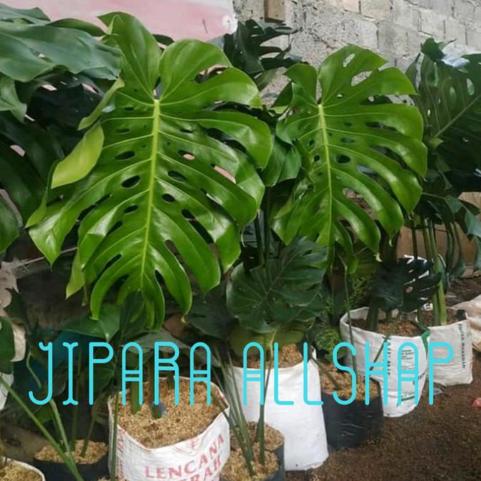BARU  Tanaman monstera king giant bukan monstera variegata