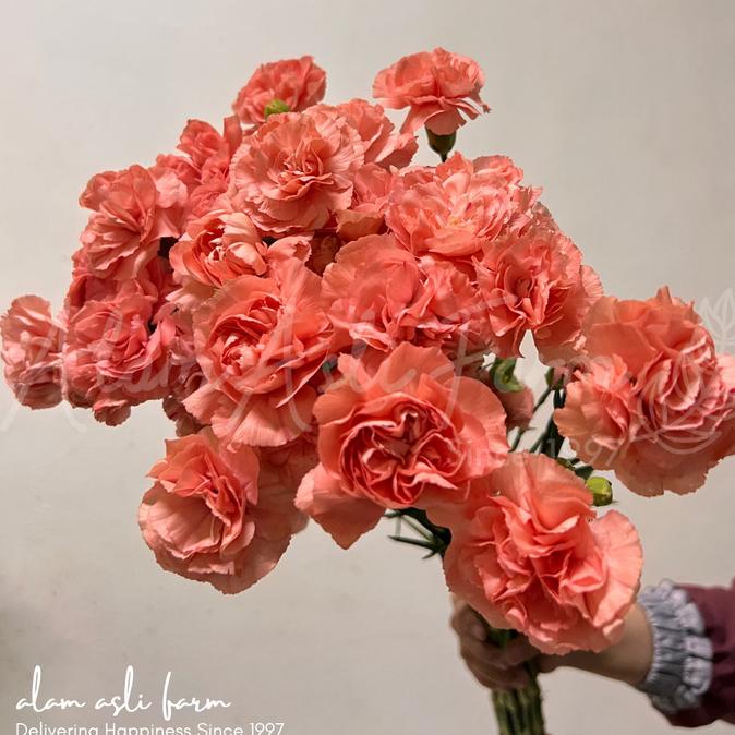 Promo Bunga Carnation Segar