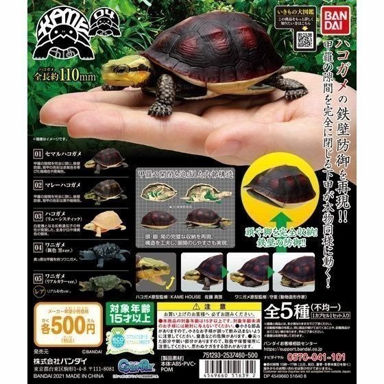 HOT SALE KAME LEUCISTIC , GASHAPON DANGOMUSHI / KURA TURTLE ORIGINAL TERLARIS