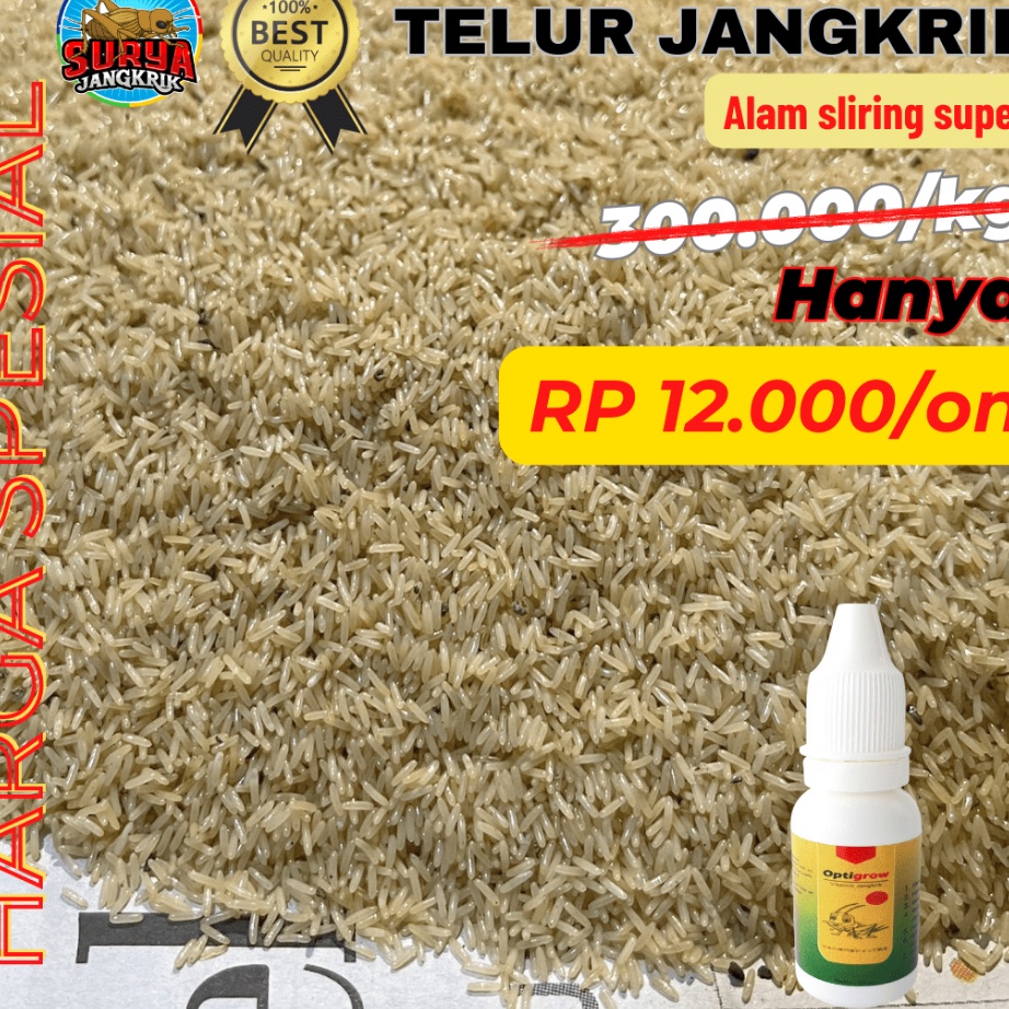 GHRR-18 agen jual telur jangkrik alam kualitas super 100 gram ProdukBRI2