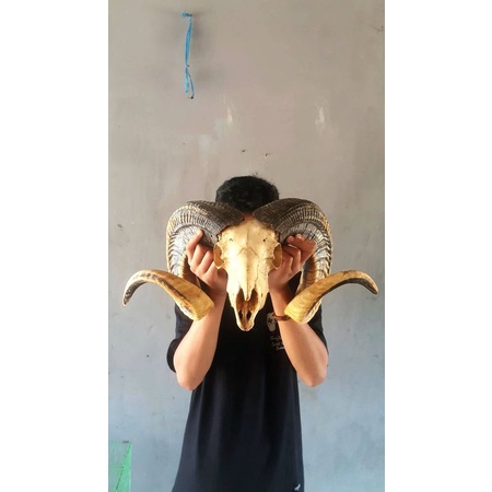 Hiasan tanduk domba garut asli super