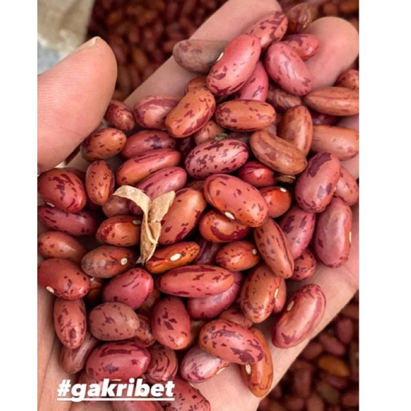 

★ M 8743 Kacang Merah Brenebon Kacang Es (Terbaik) ꧁
