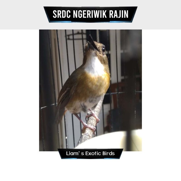 Best Seller Burung Srdc Riwikin Rajin Bunyi Voer Total