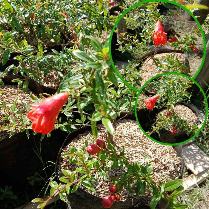 BIBIT BUAH DELIMA TURKI MERAH JUMBO KONDISI BERBUNGA BUAH DELIMA ORIGINAL