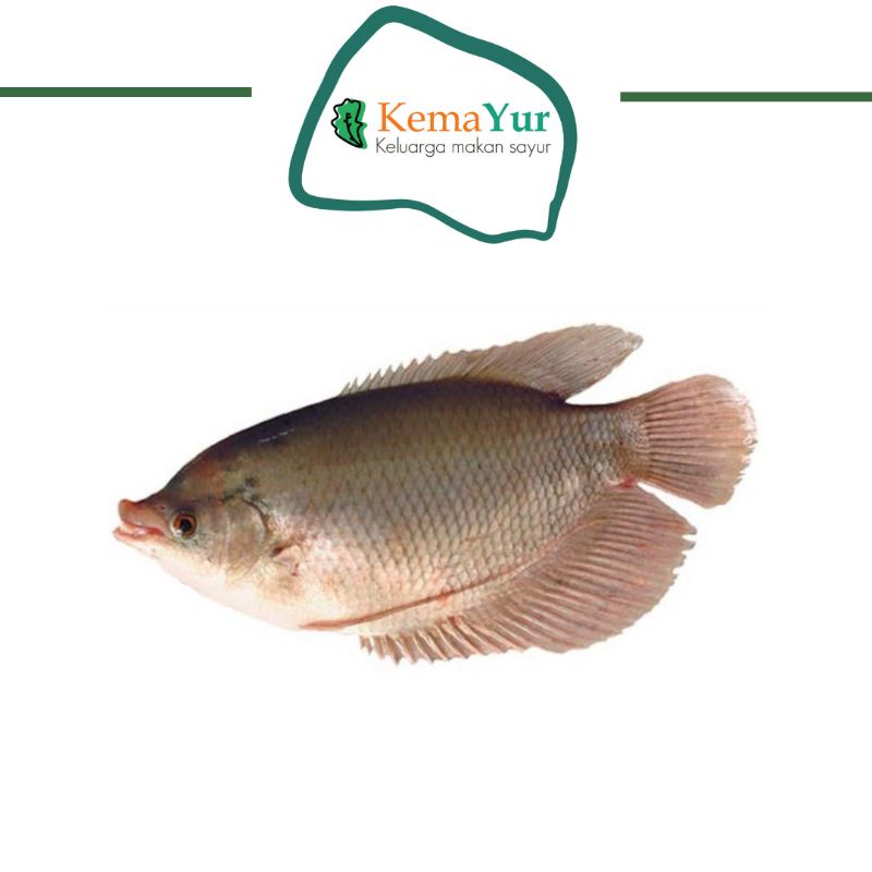 

IKAN GURAME FRESH 1 KG