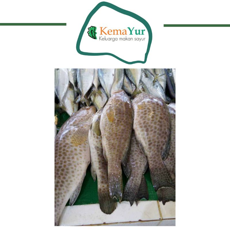 

IKAN KERAPU FRESH 500 GR