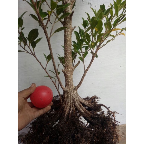 bahan bonsai kimeng pecah batang super